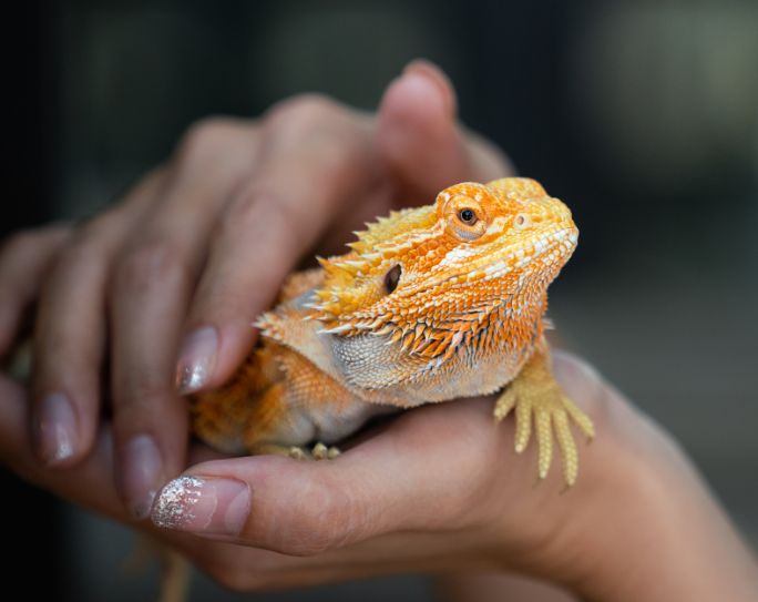 small yellow bearded dragon being held in a person's hand