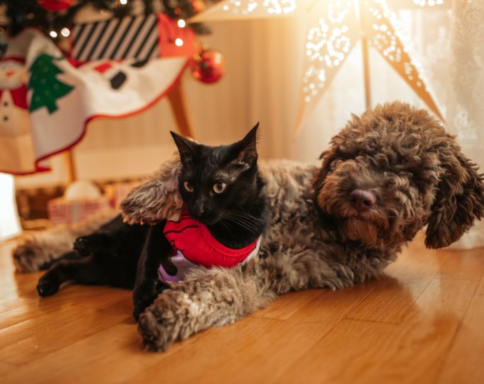dog and cat laying in front of Christmas tree
