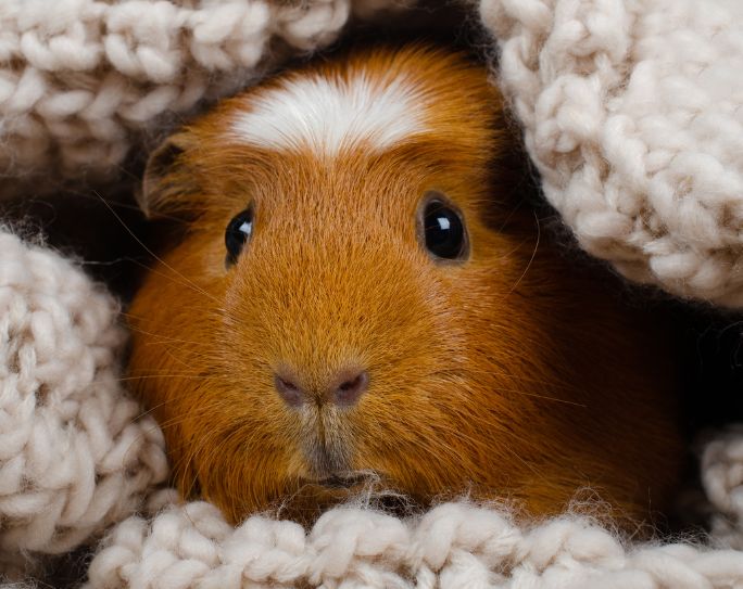 reddish brown guinea pig peaking out from a white crocheted blanket