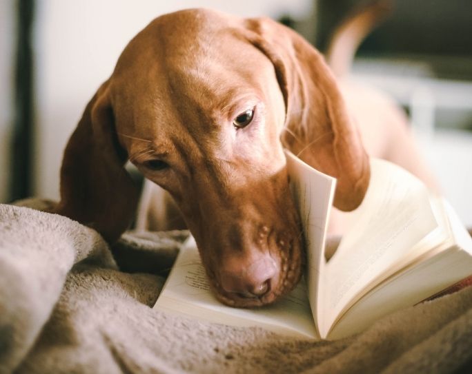 Pet Owner Tips A dog sniffs a book laid out on a blanket.