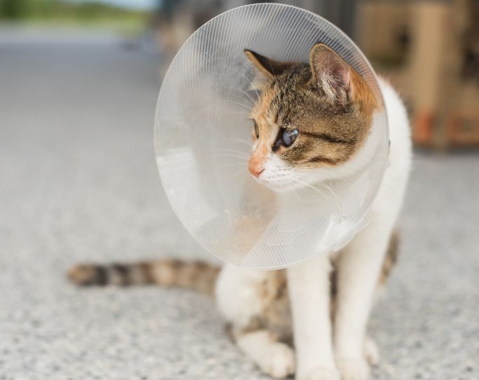 Tan and white cat with plastic collar on after spay procedure