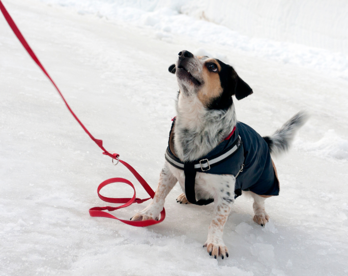 small dog with winter jacket attached to red leash in snow